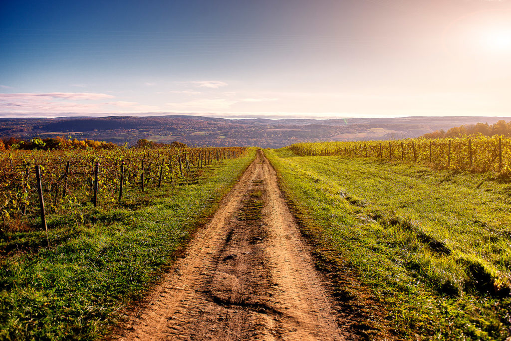 road through Lakewood Vineyard