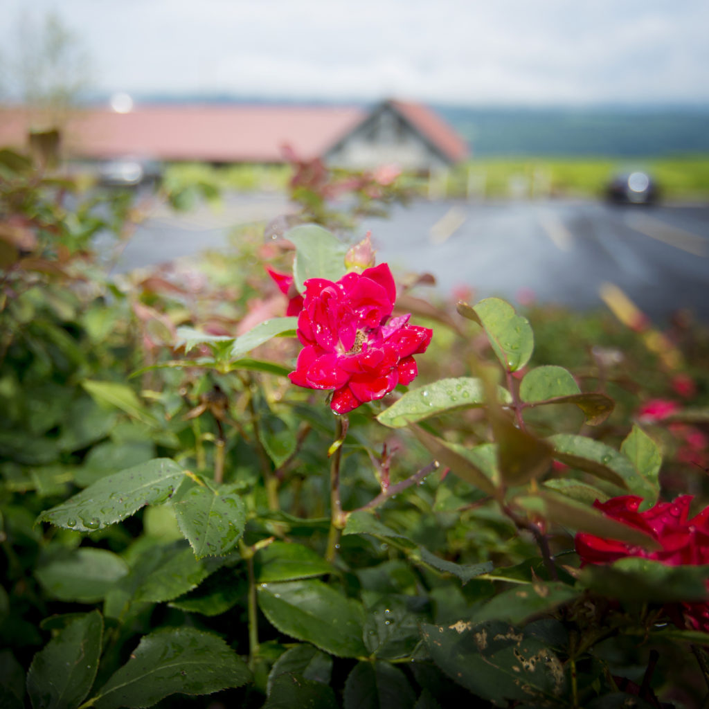 rose in front of Lakewood Winery