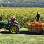 Harvesting grapes 2017