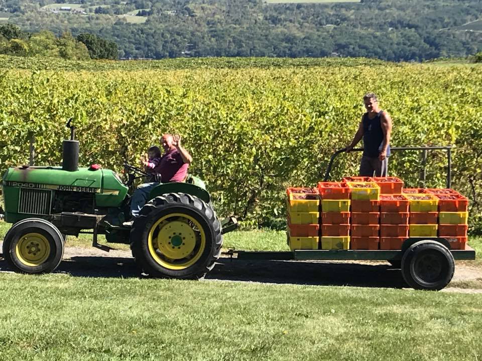 Harvesting grapes 2017