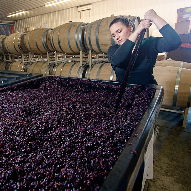 Abby Stamp stirring grapes in harvest bin