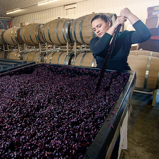 Abby stirring grapes in harvest bin