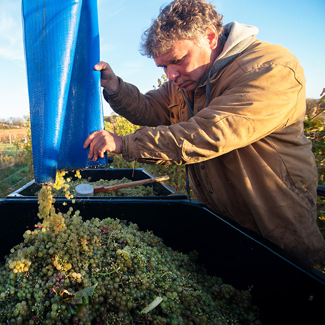 John Damian harvesting grapes