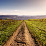 dirt road through Lakewood vineyard