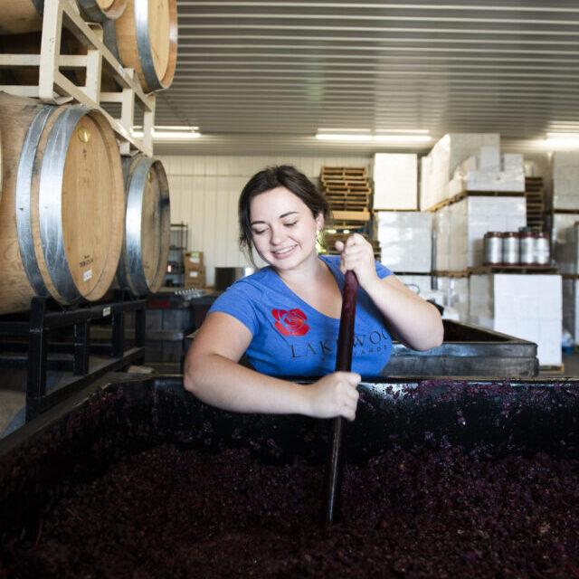 jaclyn stirring grapes in harvest bin