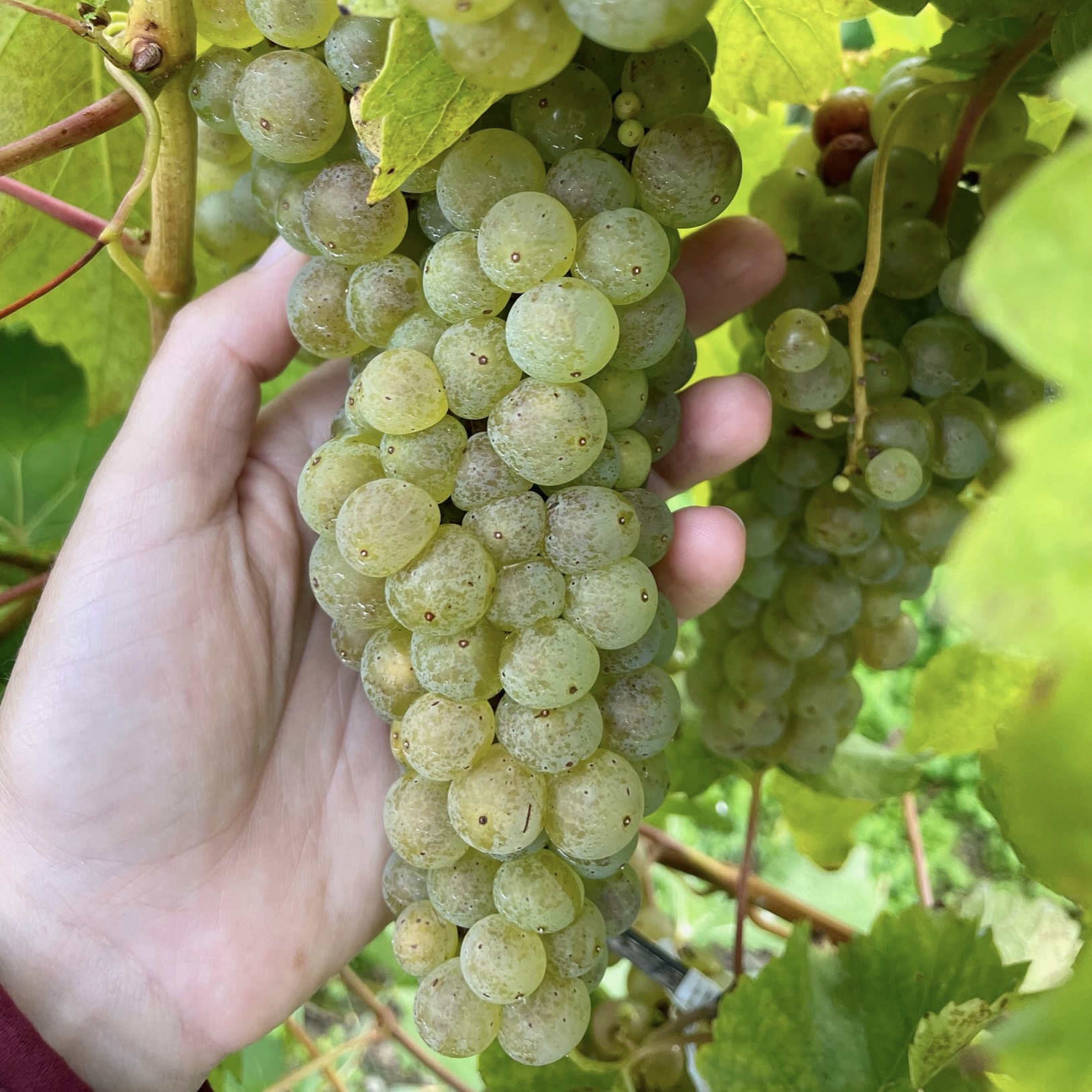 Vignoles Lakewood Harvest 2021